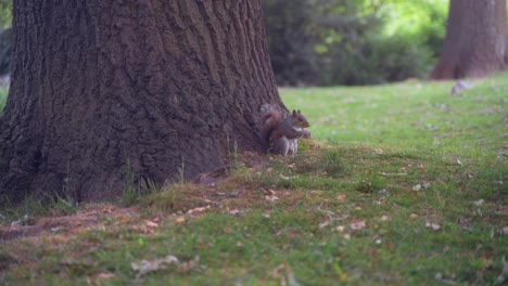 handheld sideways shot of eastern gray squirrel sat eating underneath a tree in sheffield botanical gardens, england