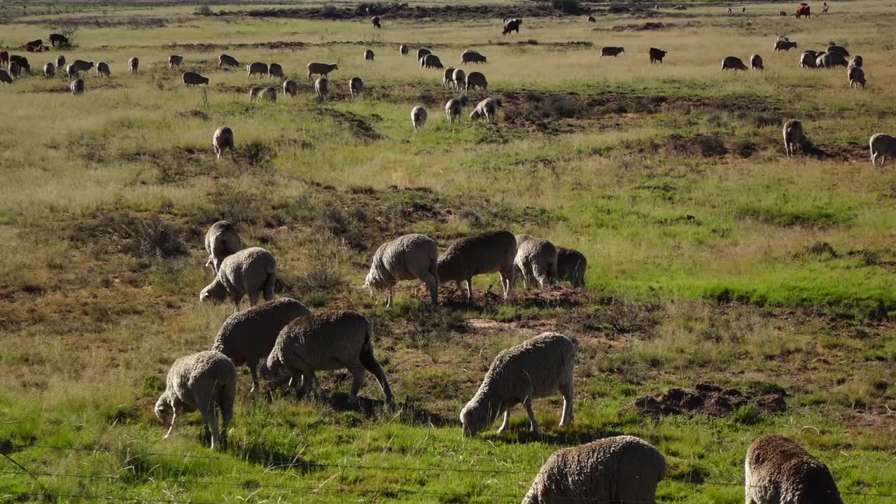 cría de ovejas en el karoo