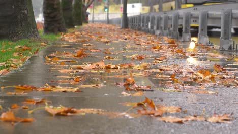 wet autumn leaves on a city sidewalk