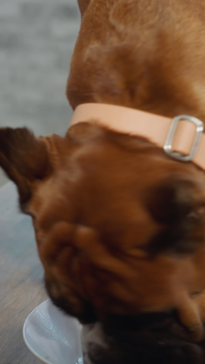 Hungry dog finishes eating rice in white bowl standing on wooden kitchen table. Naughty domestic animal with beige collar enjoys meal at home closeup