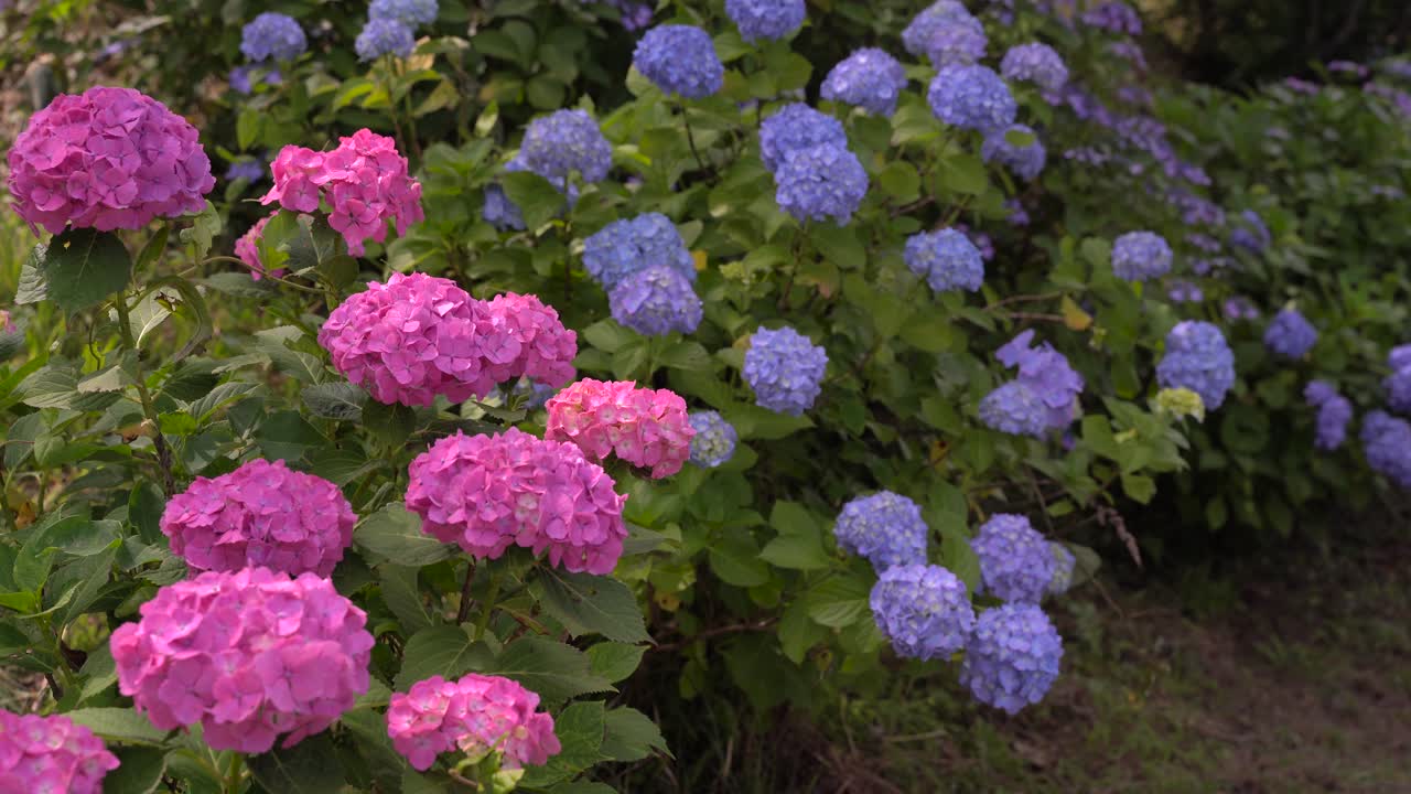 hermosas hortensias rosas y azules moviéndose en el viento y floreciendo en las montañas japonesas
