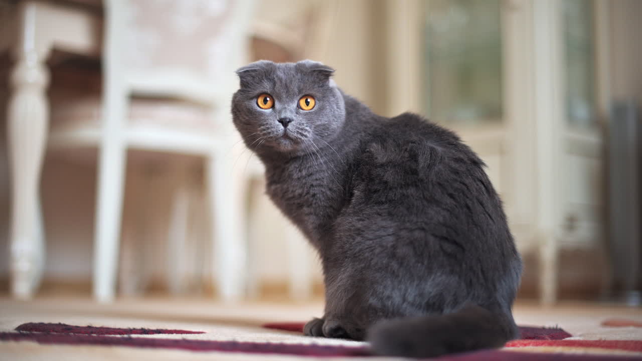 Gatto Scottish Fold con occhi arancioni che si guarda intorno sul pavimento