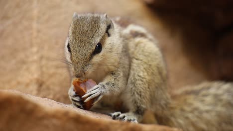 Macro-videography-of-squirrel-eating-chocolate,-Khajuraho,-Madhya-Pradesh