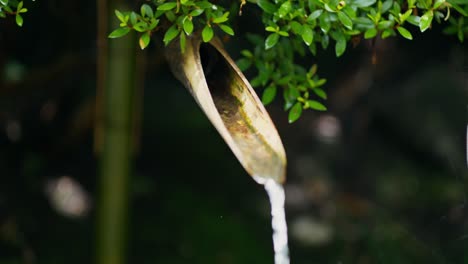 bamboo water feature in a zen garden