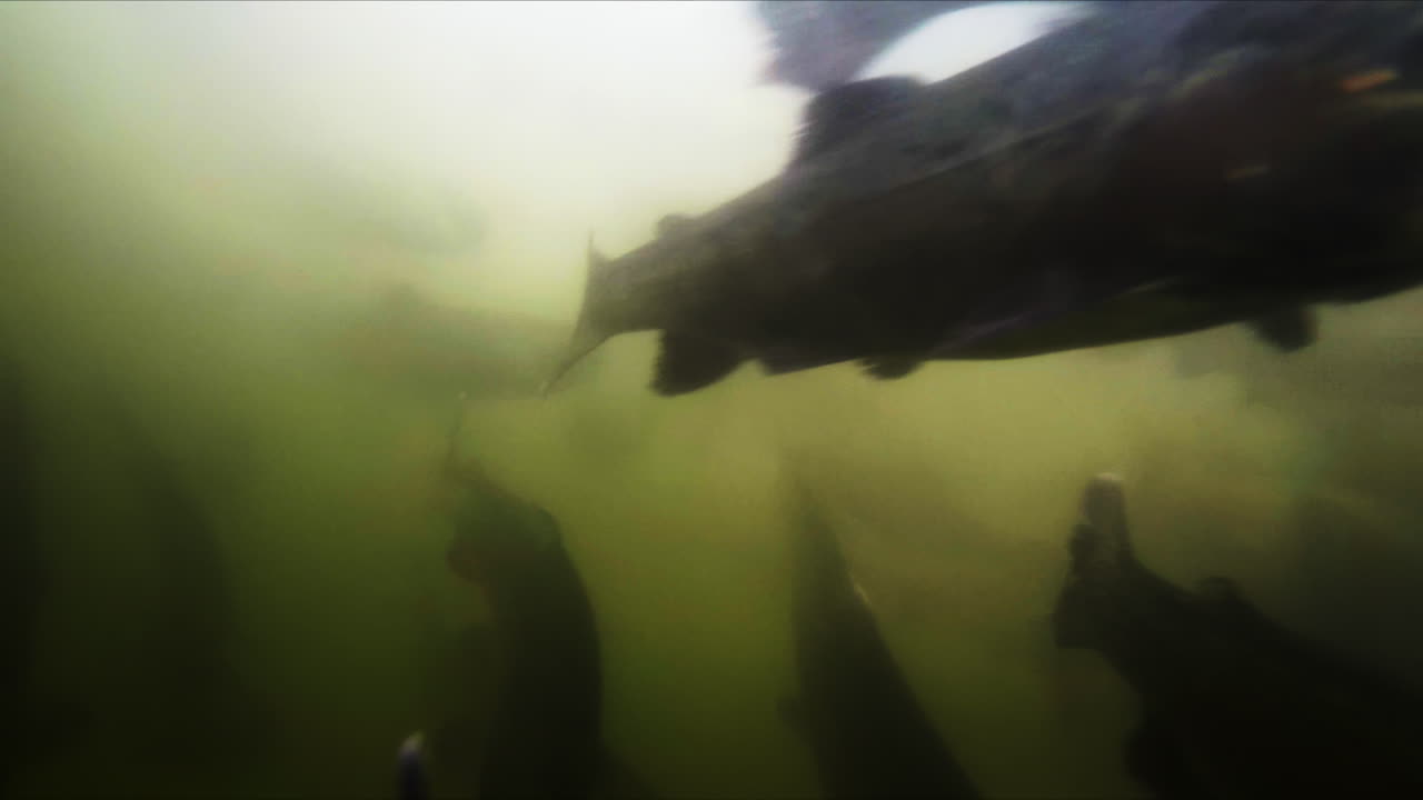 Trout in a murky underwater environment