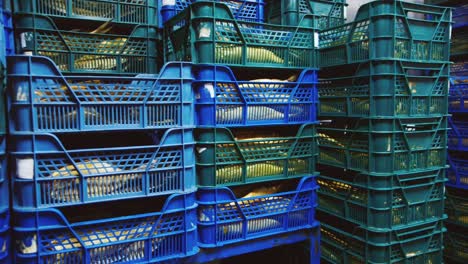cajas de caballa ahumada en el frigorífico