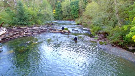 el oso negro es perseguido lejos del lugar de pesca por un gran rival agresivo