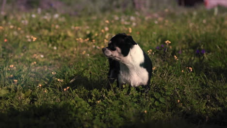 perro chihuahua en el jardín de un refugio de animales
