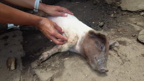 Small-sleepy-piglet-in-Nicaraguan-street-enjoys-scratches-from-tourist