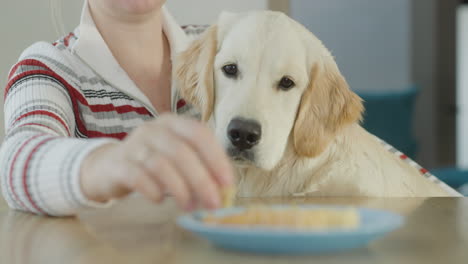 mujer alimentando a su golden retriever en una mesa