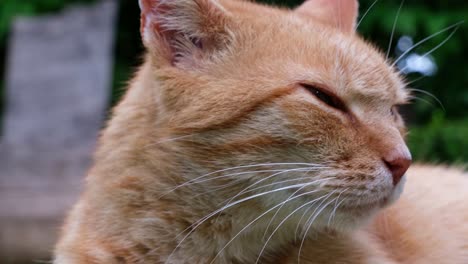 close up of orange - red haired cat lying in the grass on a summer day