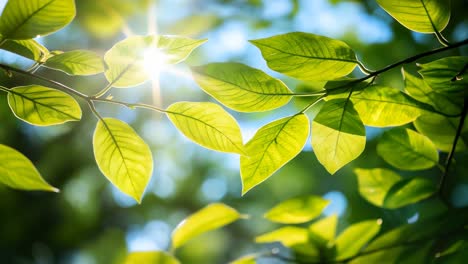 sunlight filters through vibrant green leaves, captured from a low-angle, creating a serene