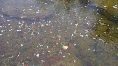 Münzen-In-Einem-Teich-Während-Des-Regensturms