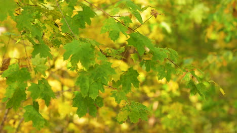 vivid green and yellow autumn leaves, a mix of vibrant fall colors