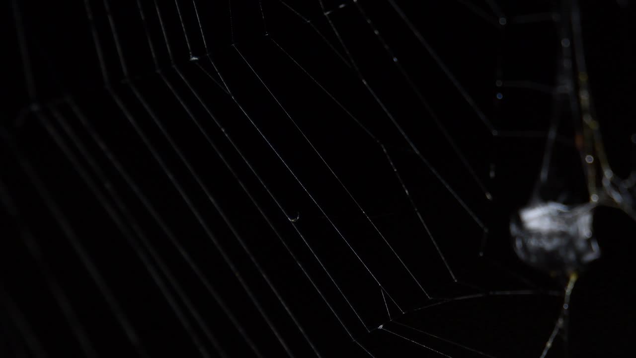 una red elaboradamente diseñada para atrapar algunos insectos para que la araña se alimente