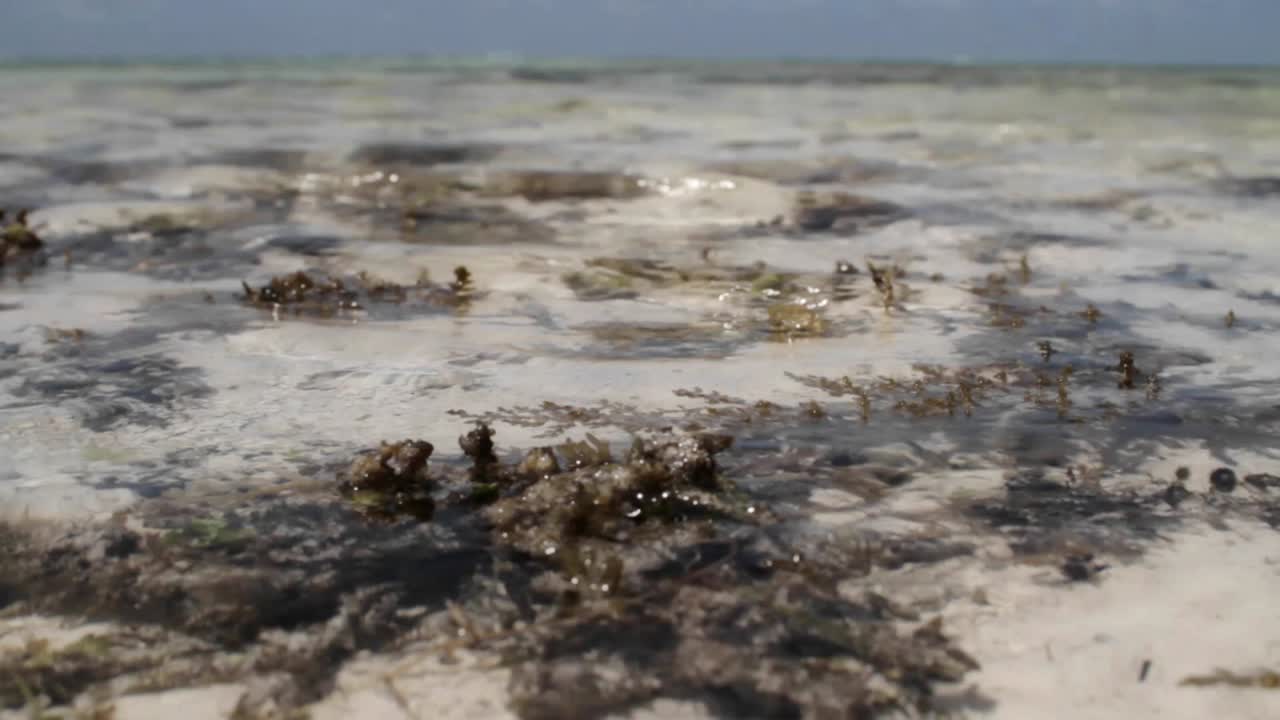 marea baja en la bahía 1