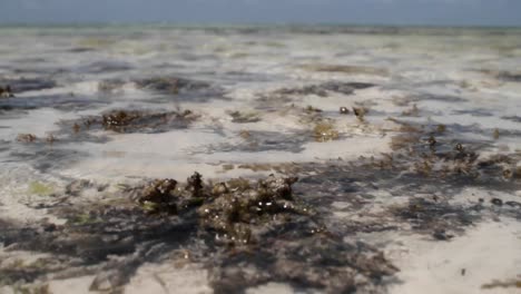 low tide in the bay 1