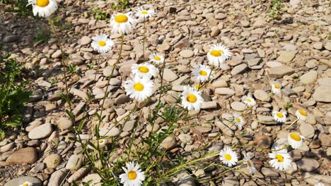 flor de leucanthemum vulgare en flor