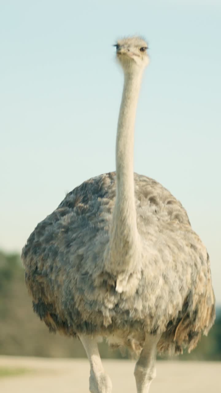 Female ostrich walking on a dirt road in natural park
