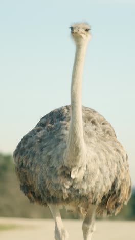 female ostrich walking on a dirt road in natural park