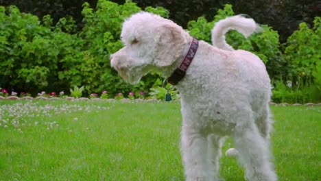 Weißer-Labradoodle-Shake.-Gutes-Hundeschütteln.-Schönes-Tier-Draußen