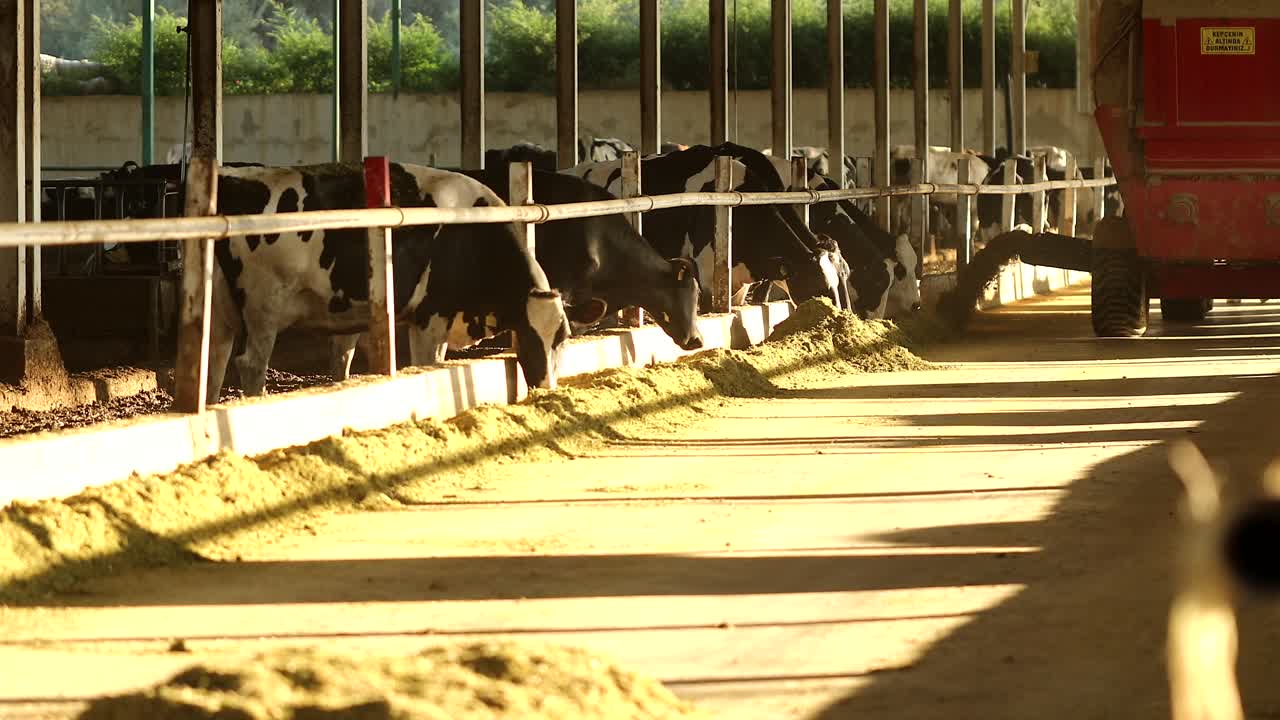 tractor distributing hay to cows in barn