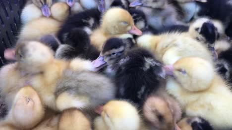 Little Chickens Baby Chicken in Poultry Farm Little Chickens Lots of Little Chicks in the Box on Farm Farms 4 to the Video
