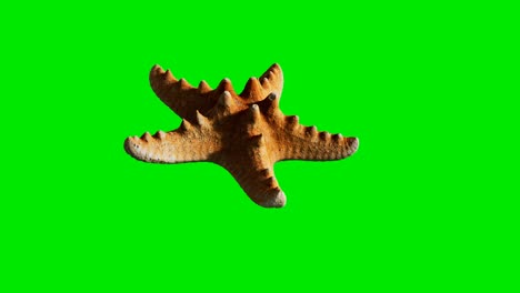 yellow sea star on green chromakey background