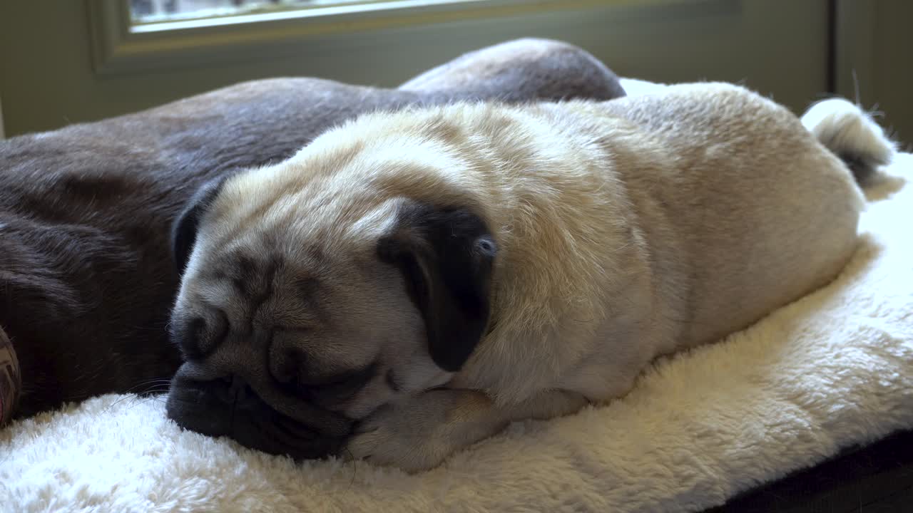 편안한 개 침대에서 휴식을 취하는 퍼그 행크