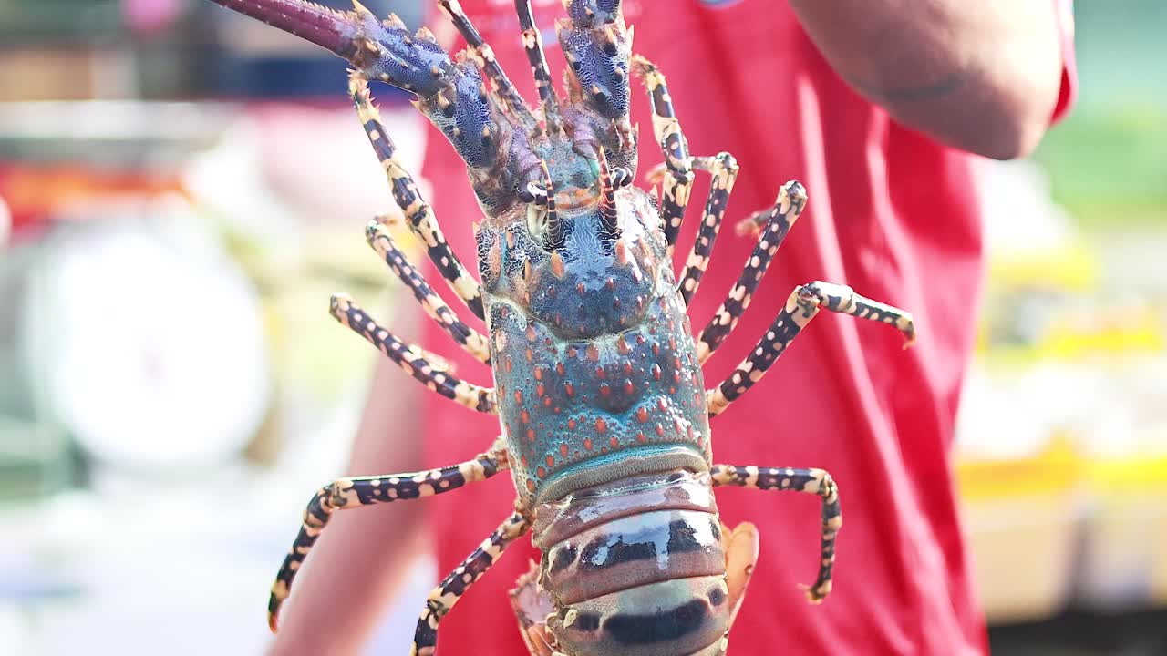 푸켓 해산물 시장 에서 호박 을 전시 하는 사람