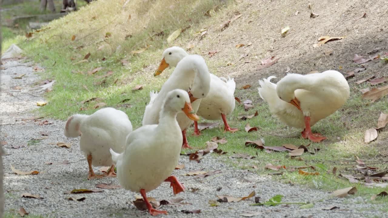 Ducks foraging a serene park setting nature outdoor environment close-up view