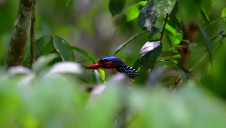 a tree kingfisher and one of the most beautiful birds found in thailand within tropical rain-forests