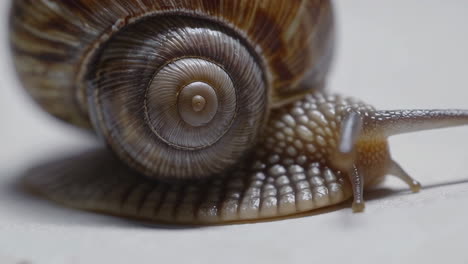 close-up of a snail with a spiral shell
