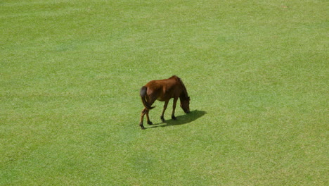 vista superior de un caballo marrón pastando en un césped verde solo en un día soleado