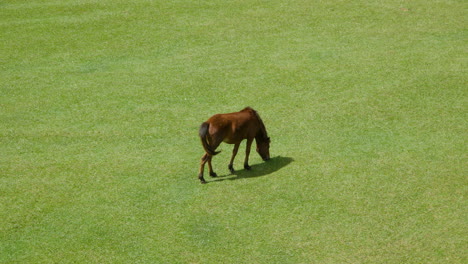 top view of one brown horse grazing on a green lawn alone on sunny day