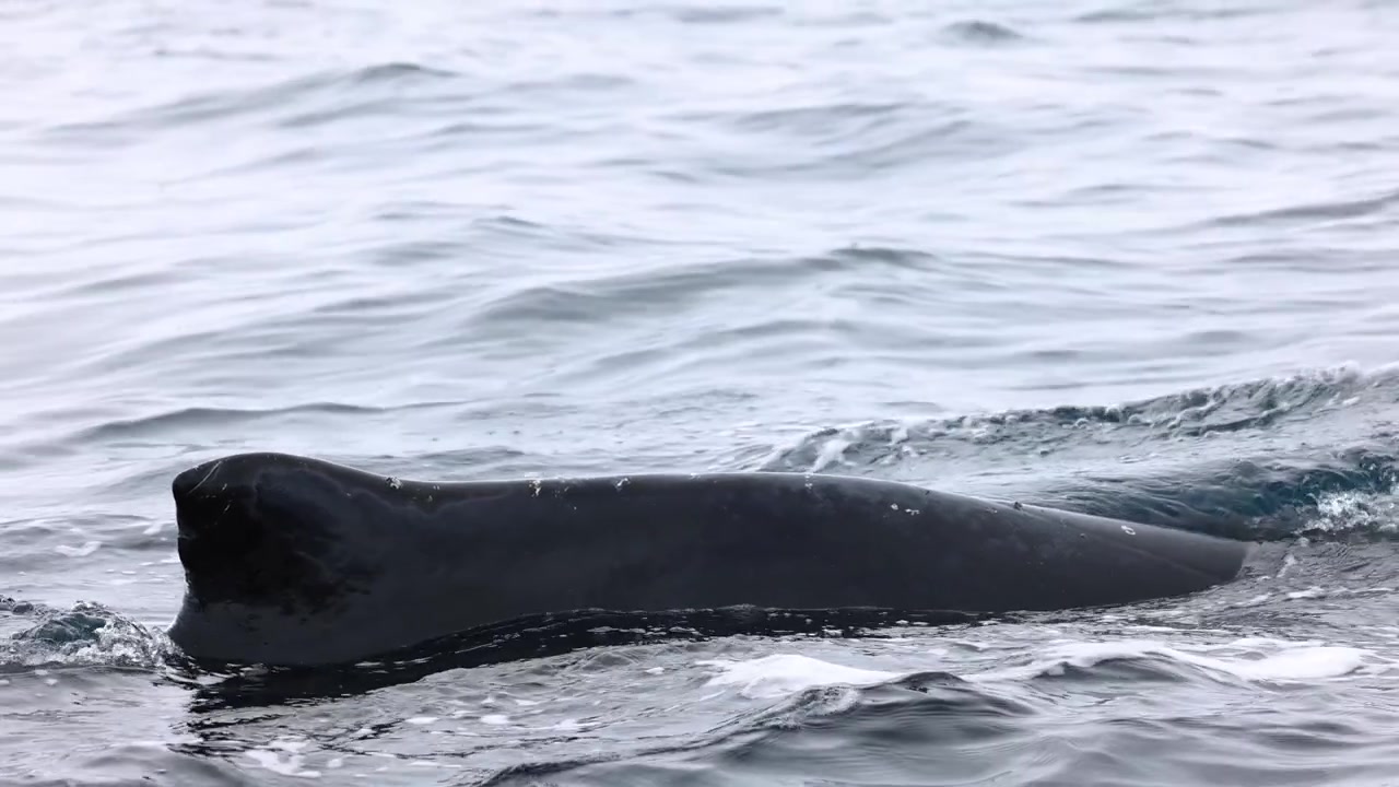 静かに浮上する瞬間、波立つ海水を滑るように進むザトウクジラの背びれと背中のスローモーション映像