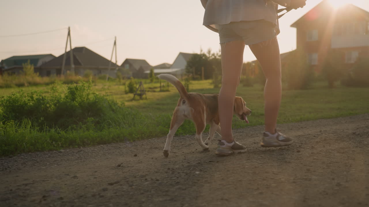 시골 농지 근처의 길을 따라 줄을 고 있는 여자의 뒷모습, 개가 땅을 새치고, 밝은 빛이 긴 그림자를 던지고, 집과 초록색으로 시골 환경