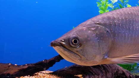 hermoso primer plano de una arowana nadando con gracia a través del marco y la espalda
