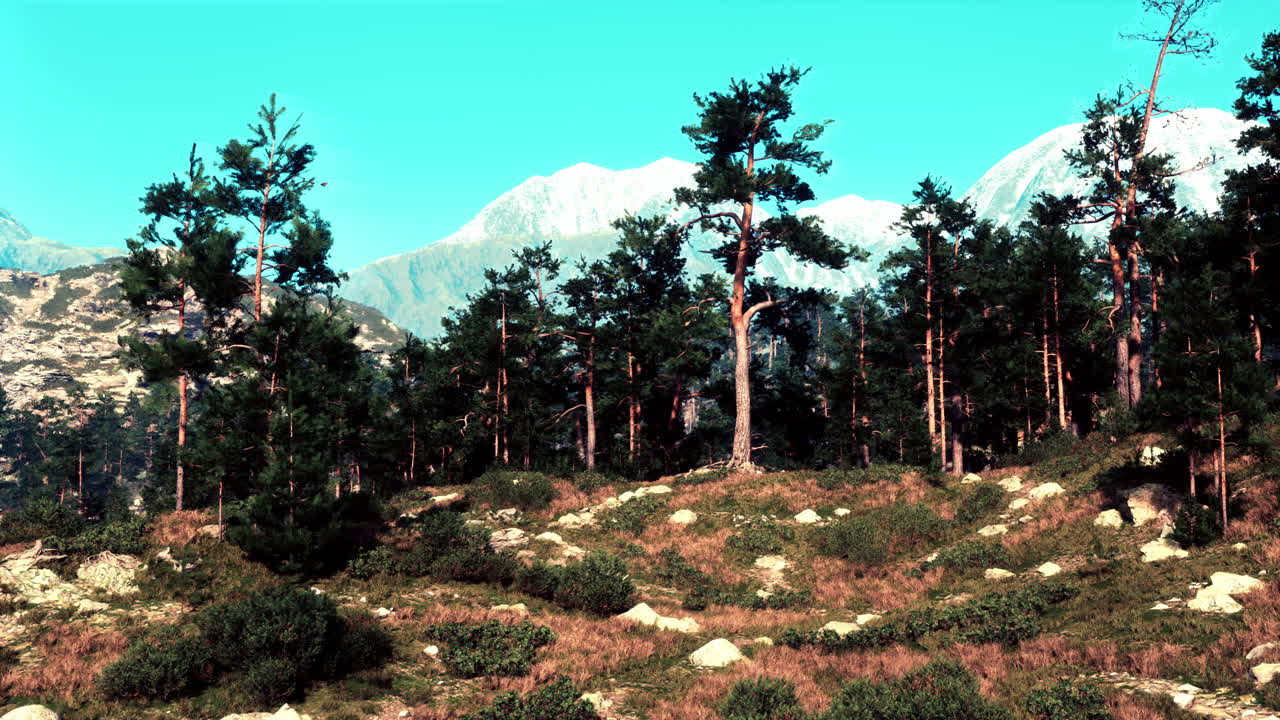 소나무 가 있는 아름다운 산악 풍경