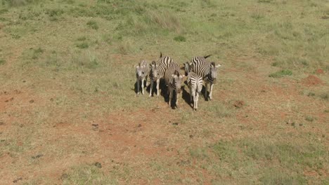 drone footage of a family of zebra close to each other on a game farm grassland