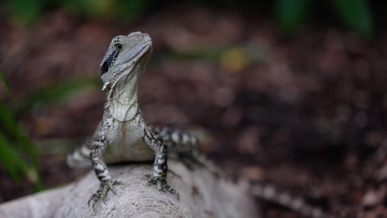 молодой восточный водяной дракон, неподвижно сидящий на корне дерева