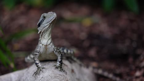 young eastern water dragon sitting motionless on a tree root