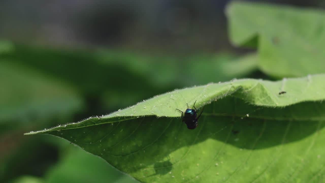 작은 벌레가 잎 가장자리를 가로지르고 있습니다.