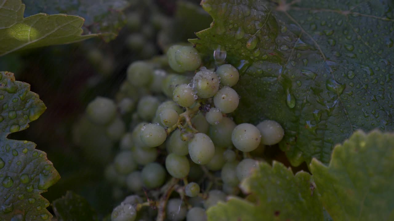 racimo de uva verde rociado con agua en cámara lenta con gotas corriendo por la fruta en el viñedo