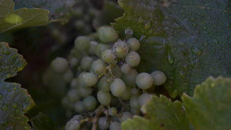 racimo de uva verde rociado con agua en cámara lenta con gotas corriendo por la fruta en el viñedo