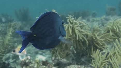 A-fish,-swimming-through-a-marine-ecosystem-in-the-florida-keys