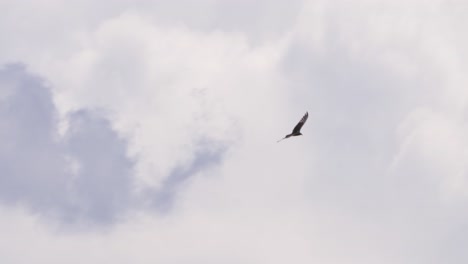 turkey vulture flying through majestic white clouds