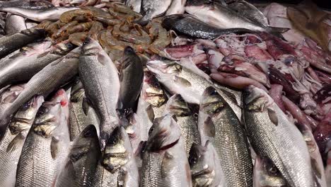 fish of different species for sale in market from mediterranean sea, sea bass, sardine, cod, shrimp, cuttlefish, squid, octopus