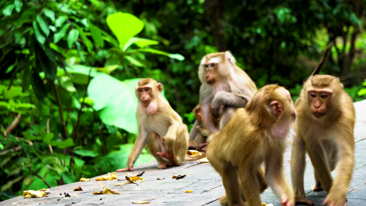 a family of monkeys lives in a national park. tropical forest, eating bananas and nuts