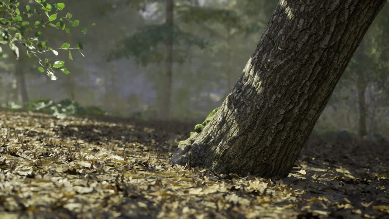 Tall tree leaning on forest floor covered with fallen leaves